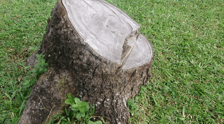 Transform Your Garden with Stump Grinding in Dublin